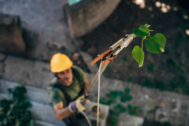 How Our Tree Care Process Works  in  Middleburg, FL